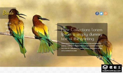 鸟类动物图片日志响应式网页模板