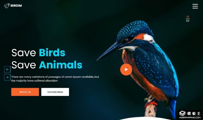 鸟类动物保护协会网页模板